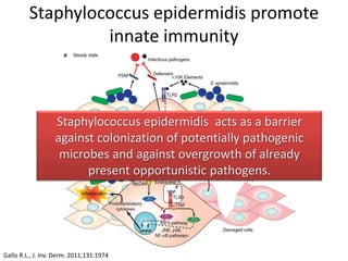 Staphylococcus epidermidis promote
innate immunity
Gallo R.L., J. Inv. Derm. 2011;131:1974
Staphylococcus epidermidis acts as a barrier
against colonization of potentially pathogenic
microbes and against overgrowth of already
present opportunistic pathogens.
 