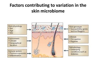 Factors contributing to variation in the
skin microbiome
 