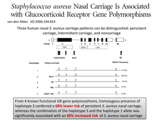 van den Akker. JID 2006;194:814
From 4 known functional GR gene polymorphisms, homozygous presence of
haplotype 3 conferred a 68% lower risk of persistent S. aureus nasal carriage,
whereas the combination of the haplotype 5 and the haplotype 1 allele was
significantly associated with an 80% increased risk of S. aureus nasal carriage
Three human nasal S. aureus carriage patterns can be distinguished: persistent
carriage, intermittent carriage, and noncarriage
.
 