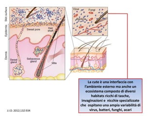J.I.D. 2012;132:934
La cute è una interfaccia con
l’ambiente esterno ma anche un
ecosistema composto di diversi
habitats ricchi di tasche,
invaginazioni e nicchie specializzate
che ospitano una ampia variabilità di
virus, batteri, funghi, acari
 