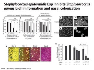 Iwase T. NATURE| Vol 465|20 May 2010
 