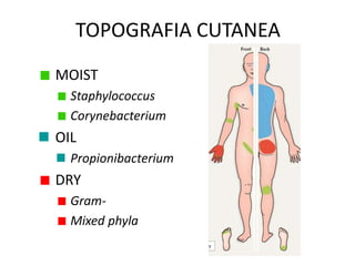 TOPOGRAFIA CUTANEA
MOIST
Staphylococcus
Corynebacterium
OIL
Propionibacterium
DRY
Gram-
Mixed phyla
 