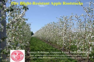 Fire Blight-Resistant Apple Rootstocks




        Terence Robinson, Gennaro Fazio, Herb Aldwinckle
         Dept. of Horticulture, Cornell University Geneva, New York, 14456
          USDA-ARS, Plant Genetics Resources Unit, Geneva, NY 14456
 