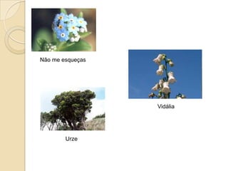 Não me esqueças




                  Vidália




        Urze
 