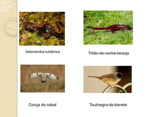 Salamandra-lusitânica   Tritão-de-ventre-laranja




 Coruja do nabal        Toutinegra-de-barrete
 