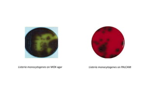 Listeria monocytogenes on PALCAM
Listeria monocytogenes on MOX agar
 