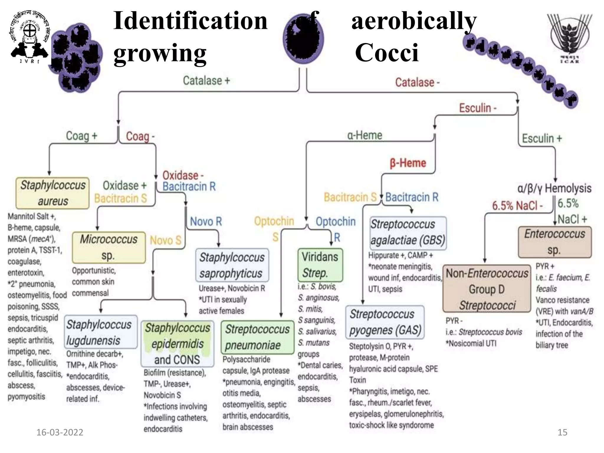 Identification of aerobically
growing Cocci
16-03-2022 15
 