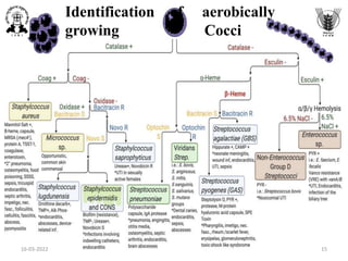 Identification of aerobically
growing Cocci
16-03-2022 15
 