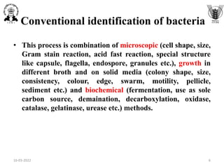 Conventional identification of bacteria
• This process is combination of microscopic (cell shape, size,
Gram stain reaction, acid fast reaction, special structure
like capsule, flagella, endospore, granules etc.), growth in
different broth and on solid media (colony shape, size,
consistency, colour, edge, swarm, motility, pellicle,
sediment etc.) and biochemical (fermentation, use as sole
carbon source, demaination, decarboxylation, oxidase,
catalase, gelatinase, urease etc.) methods.
16-03-2022 6
 