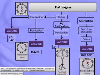 Conventional methods of animal vaccine production | PPTX