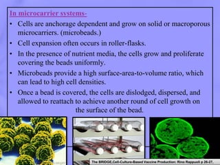 Conventional methods of animal vaccine production