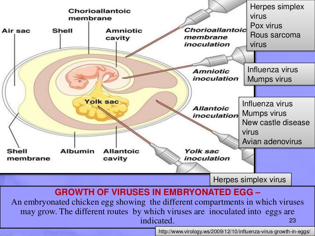 Conventional methods of animal vaccine production