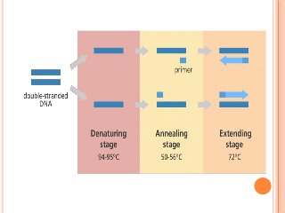 CONVENTIONAL PCR | PDF