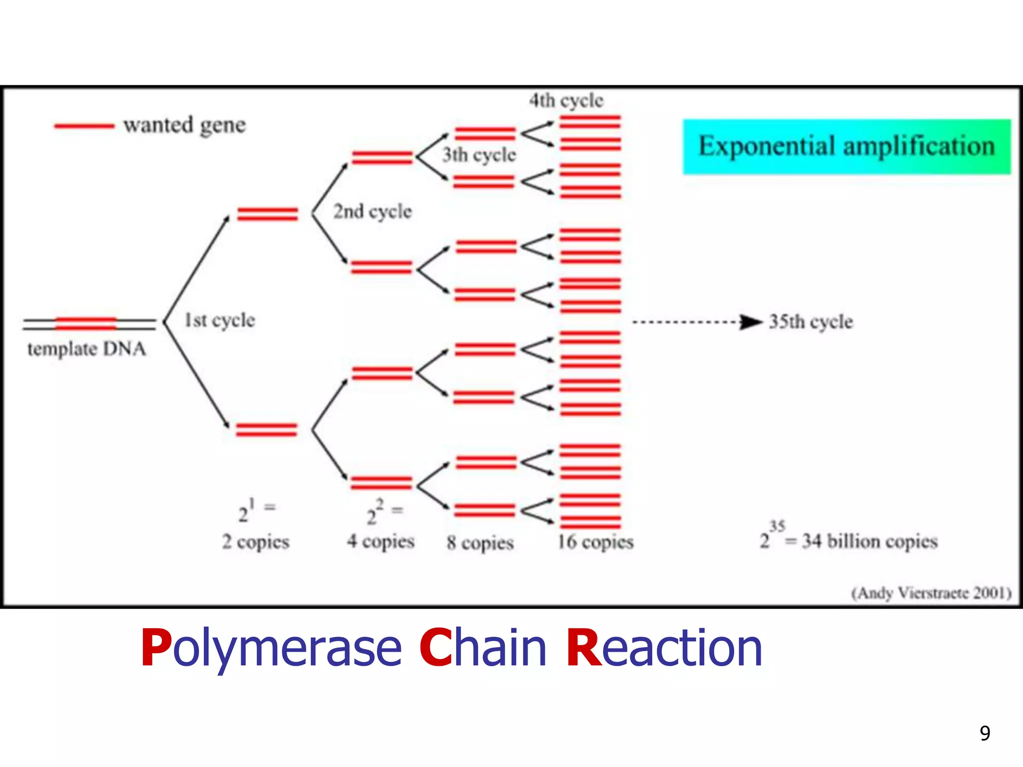 Conventional , qPCR & RTPCR | PPSX