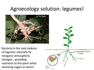 Agroecology solution: legumes!
Bacteria in the root nodules
of legumes naturally fix
inorganic atmospheric
nitrogen , providing
nutrients to the plant while
receiving sugars in return
 