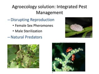 Agroecology solution: Integrated Pest
Management
–Disrupting Reproduction
• Female Sex Pheromones
• Male Sterilization
–Natural Predators
 