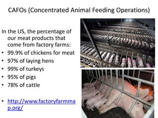 CAFOs (Concentrated Animal Feeding Operations)
In the US, the percentage of
our meat products that
come from factory farms:
• 99.9% of chickens for meat
• 97% of laying hens
• 99% of turkeys
• 95% of pigs
• 78% of cattle
• http://www.factoryfarmma
p.org/
 