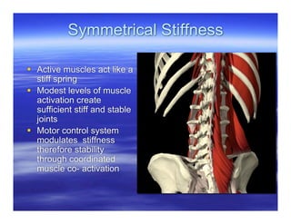 Symmetrical Stiffness

 Active muscles act like a
  stiff spring
 Modest levels of muscle
  activation create
  sufficient stiff and stable
  joints
 Motor control system
  modulates stiffness
  therefore stability
  through coordinated
  muscle co- activation
 