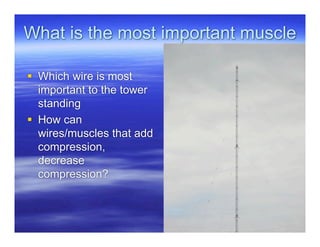 What is the most important muscle

 Which wire is most
  important to the tower
  standing
 How can
  wires/muscles that add
  compression,
  decrease
  compression?
 