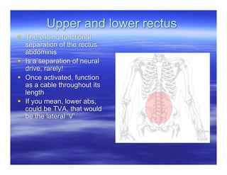 Upper and lower rectus
 There is no functional
  separation of the rectus
  abdominis
 Is a separation of neural
  drive, rarely!
 Once activated, function
  as a cable throughout its
  length
 If you mean, lower abs,
  could be TVA, that would
  be the lateral ‘V’
 
