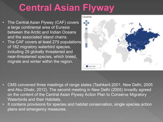 • The Central Asian Flyway (CAF) covers
a large continental area of Eurasia
between the Arctic and Indian Oceans
and the associated island chains.
• The CAF covers at least 279 populations
of 182 migratory waterbird species,
including 29 globally threatened and
near-threatened species, which breed,
migrate and winter within the region.
• CMS convened three meetings of range states (Tashkent 2001, New Delhi, 2005
and Abu Dhabi, 2012). The second meeting in New Delhi (2005) broadly agreed
on the content of the Central Asian Flyway Action Plan to Conserve Migratory
Waterbirds and their Habitats.
• It contains provisions for species and habitat conservation, single species action
plans and emergency measures.
 