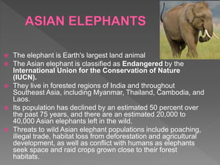  The elephant is Earth's largest land animal
 The Asian elephant is classified as Endangered by the
International Union for the Conservation of Nature
(IUCN).
 They live in forested regions of India and throughout
Southeast Asia, including Myanmar, Thailand, Cambodia, and
Laos.
 Its population has declined by an estimated 50 percent over
the past 75 years, and there are an estimated 20,000 to
40,000 Asian elephants left in the wild.
 Threats to wild Asian elephant populations include poaching,
illegal trade, habitat loss from deforestation and agricultural
development, as well as conflict with humans as elephants
seek space and raid crops grown close to their forest
habitats.
 