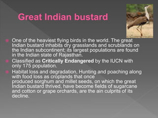  One of the heaviest flying birds in the world. The great
Indian bustard inhabits dry grasslands and scrublands on
the Indian subcontinent; its largest populations are found
in the Indian state of Rajasthan.
 Classified as Critically Endangered by the IUCN with
only 175 population.
 Habitat loss and degradation, Hunting and poaching along
with food loss as croplands that once
produced sorghum and millet seeds, on which the great
Indian bustard thrived, have become fields of sugarcane
and cotton or grape orchards, are the ain culprits of its
decline.
 