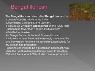 • The Bengal florican , also called Bengal bustard, is
a bustard species native to the Indian
subcontinent, Cambodia, and Vietnam.
• It is listed as Critically Endangered on the IUCN Red
List because fewer than 1,000 individuals were
estimated to be alive.
• the Bengal florican is the world's rarest bustard.
• It is known to have become increasingly threatened by
land conversion for intensive agriculture, particularly for
dry season rice production.
• Poaching continues to be a problem in Southeast Asia,
while the South Asian population is down to less than
350 adult birds, about 85% of which are found in India.
 