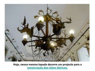 Hoje, nessa mesma tapada decorre um projecto para a
           preservação dos lobos ibéricos.
 