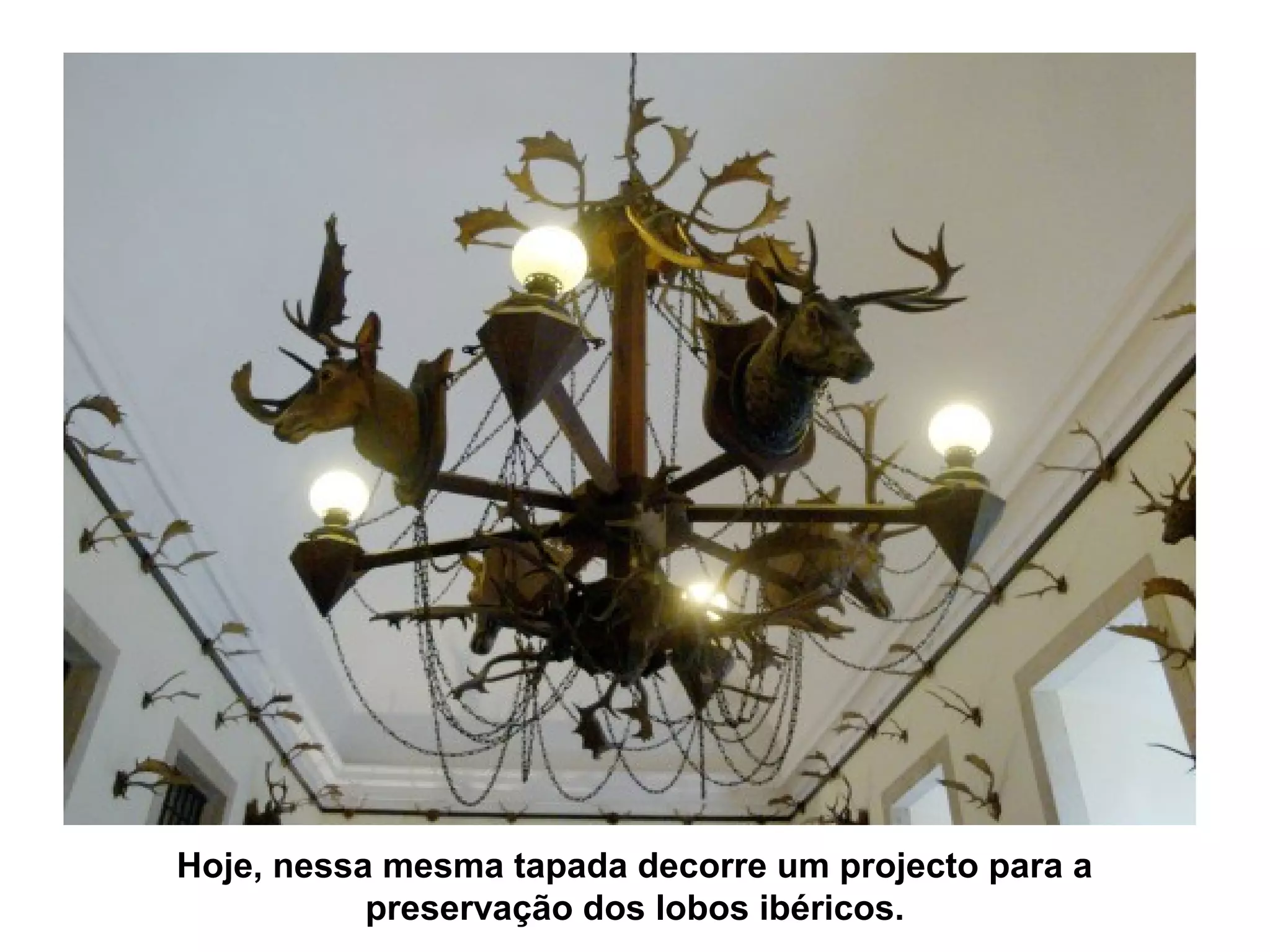 Hoje, nessa mesma tapada decorre um projecto para a
           preservação dos lobos ibéricos.
 
