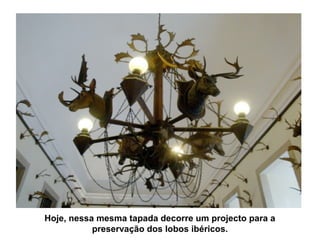 Hoje, nessa mesma tapada decorre um projecto para a
preservação dos lobos ibéricos.
 