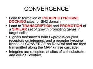 CONVERGENCE
• Lead to formation of PHOSPHOTYROSINE
DOCKING sites for SH2 domain
• Lead to TRANSCRIPTION and PROMOTION of
a SIMILAR set of growth promoting genes in
target cells.
• Signals transmitted from G-protein-coupled
receptors on integrins, and a receptor tyrosine
kinase all CONVERGE on Ras/Raf and are then
transmitted along the MAP kinase cascade.
• Integrins are receptors at sites of cell-substrate
and cell-cell contact.
 