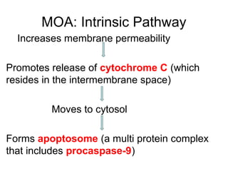 MOA: Intrinsic Pathway
Increases membrane permeability
Promotes release of cytochrome C (which
resides in the intermembrane space)
Moves to cytosol
Forms apoptosome (a multi protein complex
that includes procaspase-9)
 