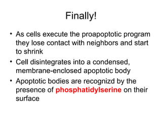 Finally!
• As cells execute the proapoptotic program
they lose contact with neighbors and start
to shrink
• Cell disintegrates into a condensed,
membrane-enclosed apoptotic body
• Apoptotic bodies are recognizd by the
presence of phosphatidylserine on their
surface
 