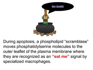 During apoptosis, a phospholipid “scramblase”
moves phosphatidylserine molecules to the
outer leaflet of the plasma membrane where
they are recognized as an “eat me” signal by
specialized macrophages.
 