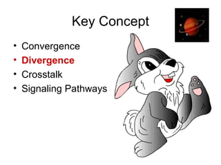 Key Concept
• Convergence
• Divergence
• Crosstalk
• Signaling Pathways
 
