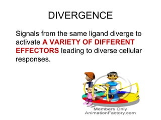 DIVERGENCE
Signals from the same ligand diverge to
activate A VARIETY OF DIFFERENT
EFFECTORS leading to diverse cellular
responses.
 