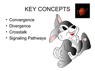 KEY CONCEPTS
• Convergence
• Divergence
• Crosstalk
• Signaling Pathways
 