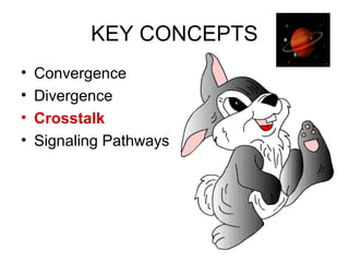 KEY CONCEPTS
• Convergence
• Divergence
• Crosstalk
• Signaling Pathways
 