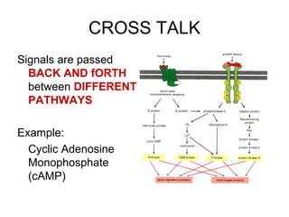 CROSS TALK
Signals are passed
BACK AND fORTH
between DIFFERENT
PATHWAYS
Example:
Cyclic Adenosine
Monophosphate
(cAMP)
 