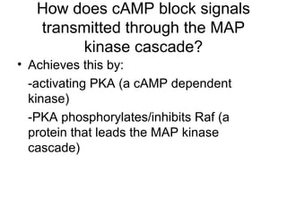 How does cAMP block signals
transmitted through the MAP
kinase cascade?
• Achieves this by:
-activating PKA (a cAMP dependent
kinase)
-PKA phosphorylates/inhibits Raf (a
protein that leads the MAP kinase
cascade)
 