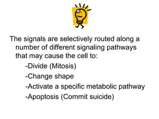 The signals are selectively routed along a
number of different signaling pathways
that may cause the cell to:
-Divide (Mitosis)
-Change shape
-Activate a specific metabolic pathway
-Apoptosis (Commit suicide)
 