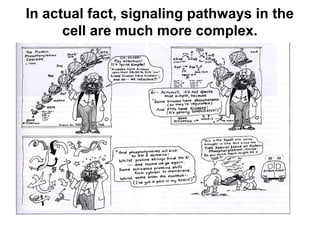 In actual fact, signaling pathways in the
cell are much more complex.
 