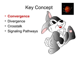 Key Concept
• Convergence
• Divergence
• Crosstalk
• Signaling Pathways
 