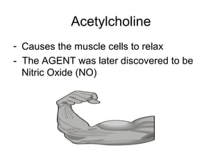 Acetylcholine
- Causes the muscle cells to relax
- The AGENT was later discovered to be
Nitric Oxide (NO)
 