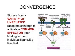 CONVERGENCE
Signals from a
VARIETY OF
UNRELATED
receptors converge to
activate a COMMON
EFFECTOR after
binding to their
individual ligand.E.g
Ras Raf.
 