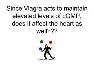 Since Viagra acts to maintain
elevated levels of cGMP,
does it affect the heart as
well???
 