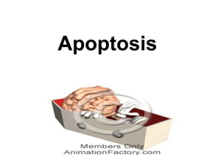 Apoptosis
 
