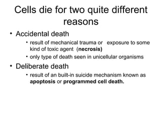 Cells die for two quite different
reasons
• Accidental death
• result of mechanical trauma or exposure to some
kind of toxic agent (necrosis)
• only type of death seen in unicellular organisms
• Deliberate death
• result of an built-in suicide mechanism known as
apoptosis or programmed cell death.
 