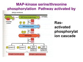 MAP-kinase serine/threonine
phosphorylation Pathway activated by
Ras
• Ras-
activated
phosphorylat
ion cascade
 